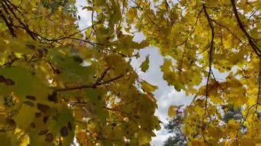 Sonbahar akçaağaç yaprakları şehir parkında