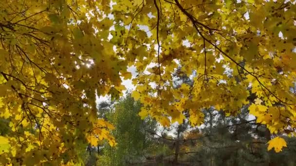 Autumn Maple Leaves City Park — Stock Video