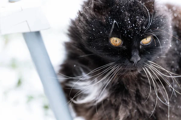 Primo Piano Gatto Nero Inverno — Foto Stock