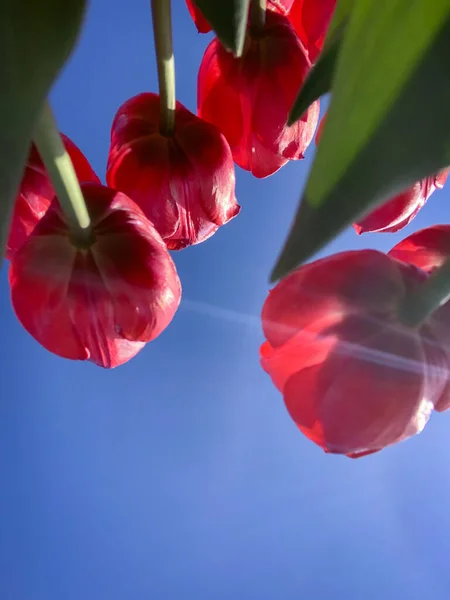 Bright Tulips Sky Background Ukraine — Stock Photo, Image
