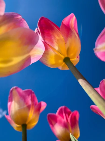 Heldere Tulpen Hemelse Achtergrond Oekraïne — Stockfoto