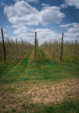 Bahar zamanı Ukrayna bahçesi