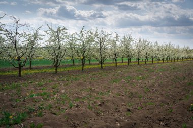 Bahar zamanı Ukrayna bahçesi