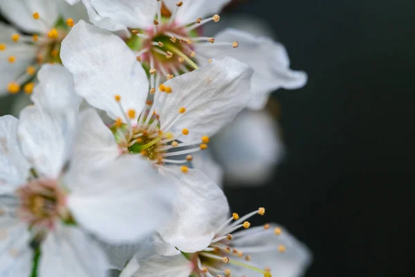 Close Apricot Flower Blossom Spring Time Ukraine — Stock Photo, Image