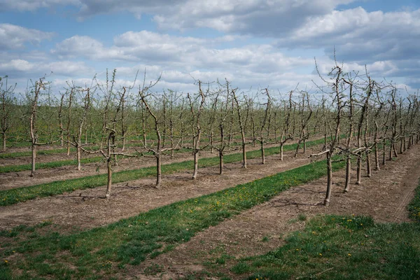 Bahar zamanı Ukrayna bahçesi