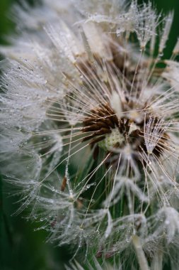 Tohumlu karahindiba.