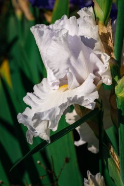 Parlak bir Iris çiçeğinin yakın çekimi