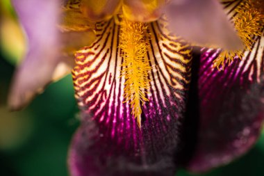 Parlak bir Iris çiçeğinin yakın çekimi