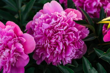 Yakın plan parlak şakayık çiçeği