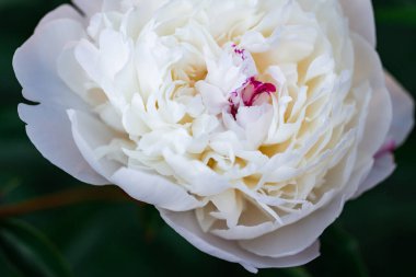 Yakın plan parlak şakayık çiçeği