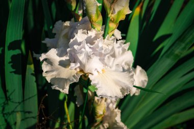 Parlak bir Iris çiçeğinin yakın çekimi