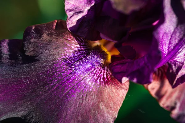 Gros Plan Une Fleur Iris Brillante — Photo