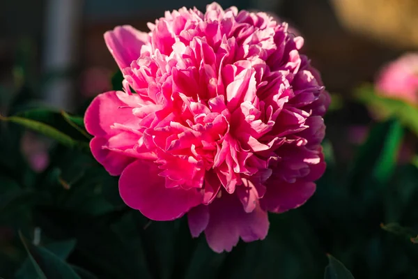 Zbliżenie Jasny Kwiat Piwonii — Zdjęcie stockowe