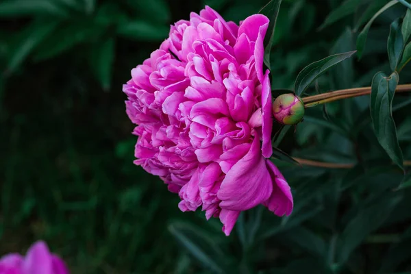 Крупним Планом Яскрава Квітка Півонії — стокове фото