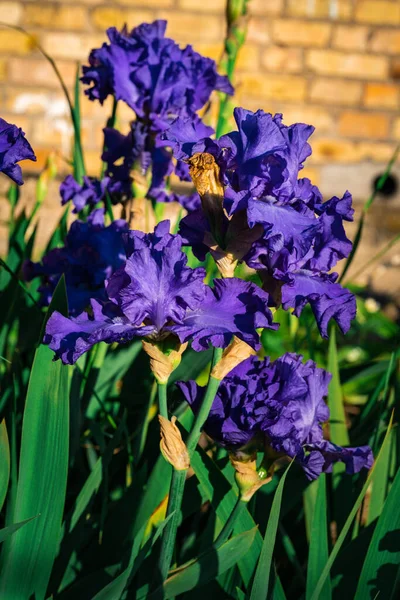 Gros Plan Une Fleur Iris Brillante — Photo