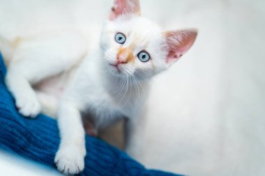 Mavi gözlü beyaz kedi yavrusu.
