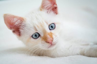 Mavi gözlü beyaz kedi yavrusu.