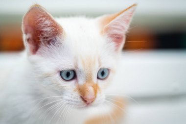 Mavi gözlü beyaz kedi yavrusu.