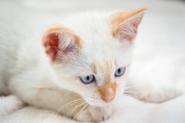 Mavi gözlü beyaz kedi yavrusu.