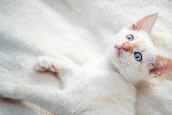 Bel Gattino Bianco Con Gli Occhi Azzurri — Foto Stock