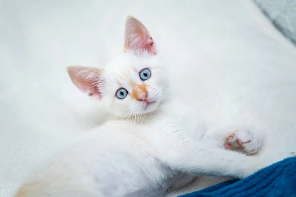 Bel Gattino Bianco Con Gli Occhi Azzurri — Foto Stock