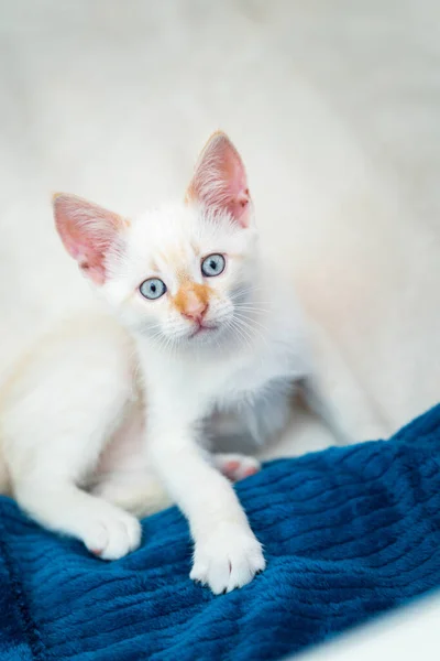 Bel Gattino Bianco Con Gli Occhi Azzurri — Foto Stock