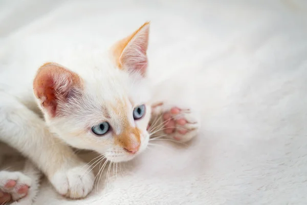 Bel Gattino Bianco Con Gli Occhi Azzurri — Foto Stock