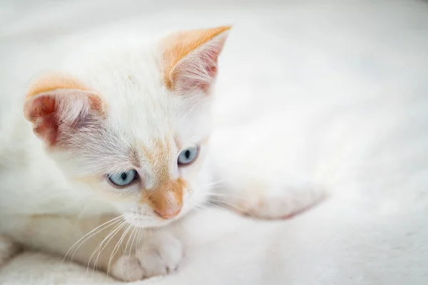 Bel Gattino Bianco Con Gli Occhi Azzurri — Foto Stock