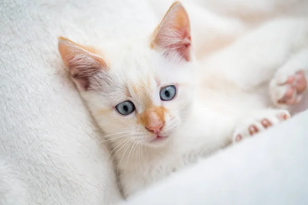 Bel Gattino Bianco Con Gli Occhi Azzurri — Foto Stock