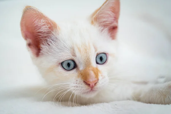 Bel Gattino Bianco Con Gli Occhi Azzurri — Foto Stock