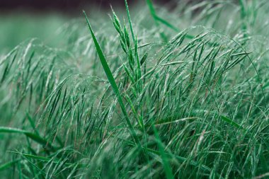 Yağmurdan sonra yağmur damlalarıyla yeşil bahar çimenleri