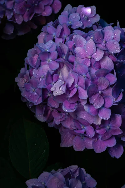 Красивый Цветок Гортензии Саду — стоковое фото
