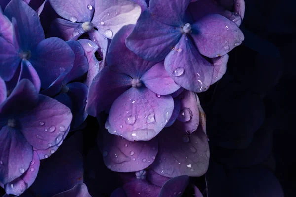 Mooie Hortensia Bloem Tuin — Stockfoto