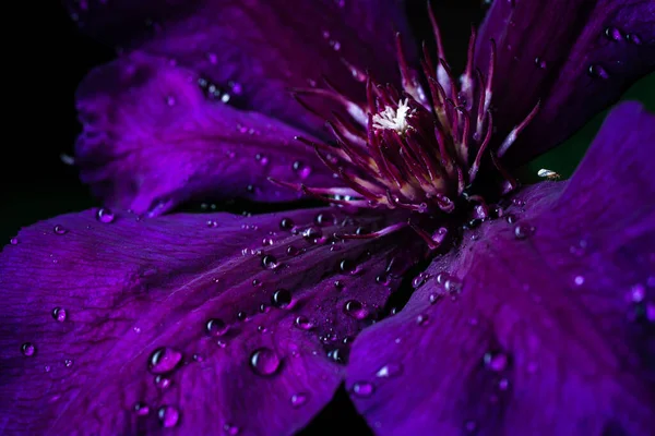 Closeup Clematis Flowers Garden Evening Time — Stockfoto