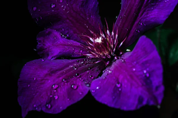 Closeup Clematis Flowers Garden Evening Time — Stockfoto