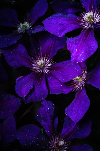 Closeup Clematis Flowers Garden Evening Time — стоковое фото