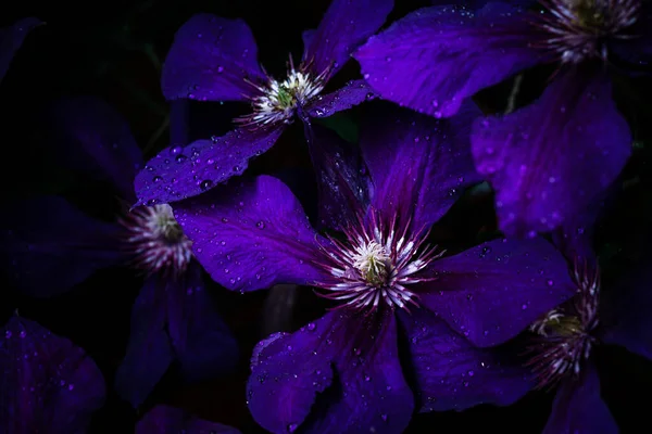 Closeup Clematis Flowers Garden Evening Time — Zdjęcie stockowe