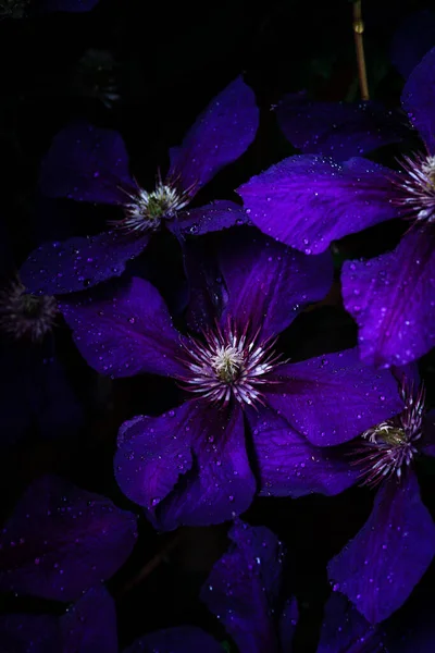 Closeup Clematis Flowers Garden Evening Time — Stock Photo, Image