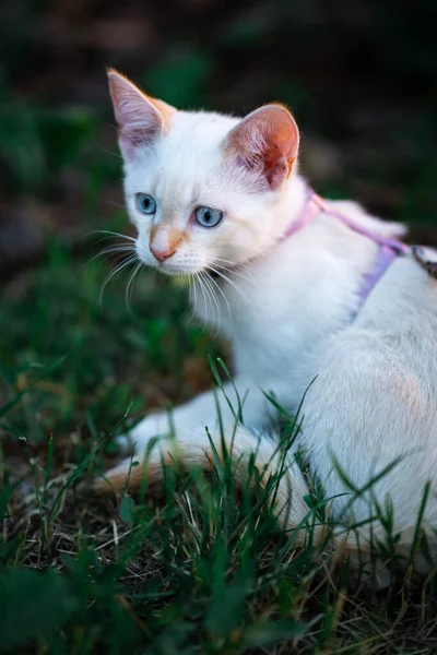 Küçük Beyaz Kedi Oynuyor — Stok fotoğraf