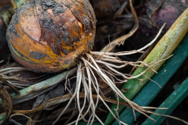 Onion plants in autumn time, close up.