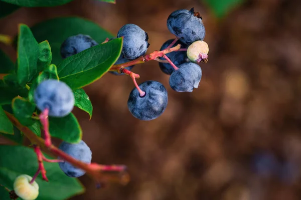 Ripe blueberry cluster on a blueberry bush in ukrainian garden