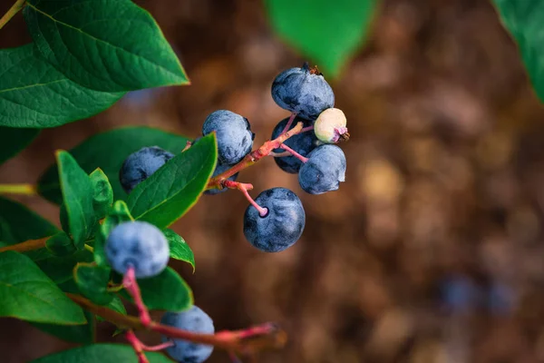 Ripe blueberry cluster on a blueberry bush in ukrainian garden