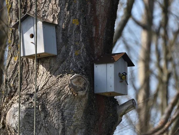 Tit Checks Out Nest Box Early Spring — Stok fotoğraf