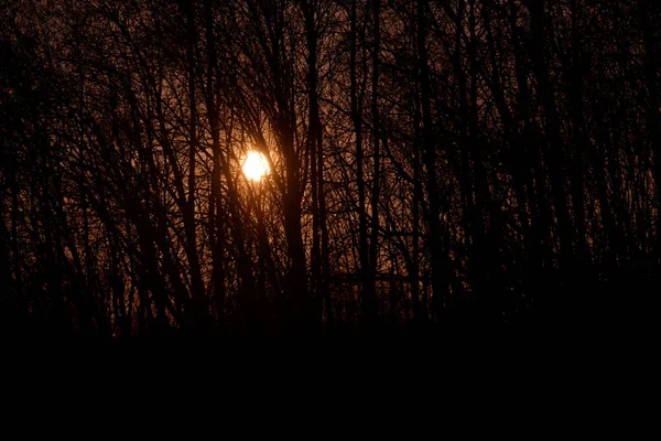 Pôr Sol Brilha Através Matagal Das Árvores — Fotografia de Stock