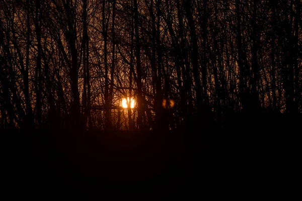Заходящее Солнце Светит Сквозь Заросли Деревьев — стоковое фото