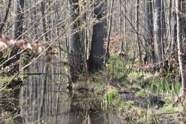 İlkbaharda bataklıklar Ormanda