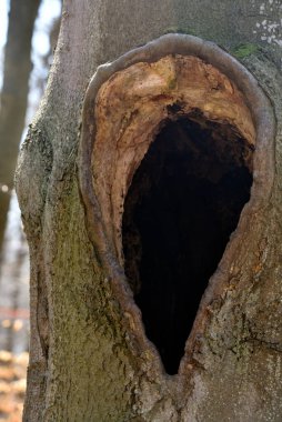 İçi boş eski bir kayın ağacının gövdesinde büyük bir oyuk.