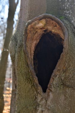 İçi boş eski bir kayın ağacının gövdesinde büyük bir oyuk.