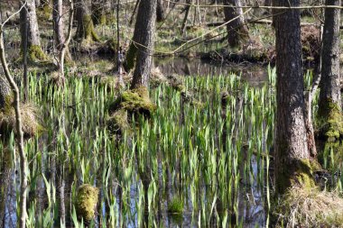 İlkbaharda bataklıklar Ormanda
