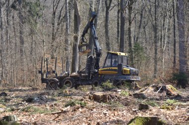 Ormandaki bir açıklıkta hasat işindeyim.